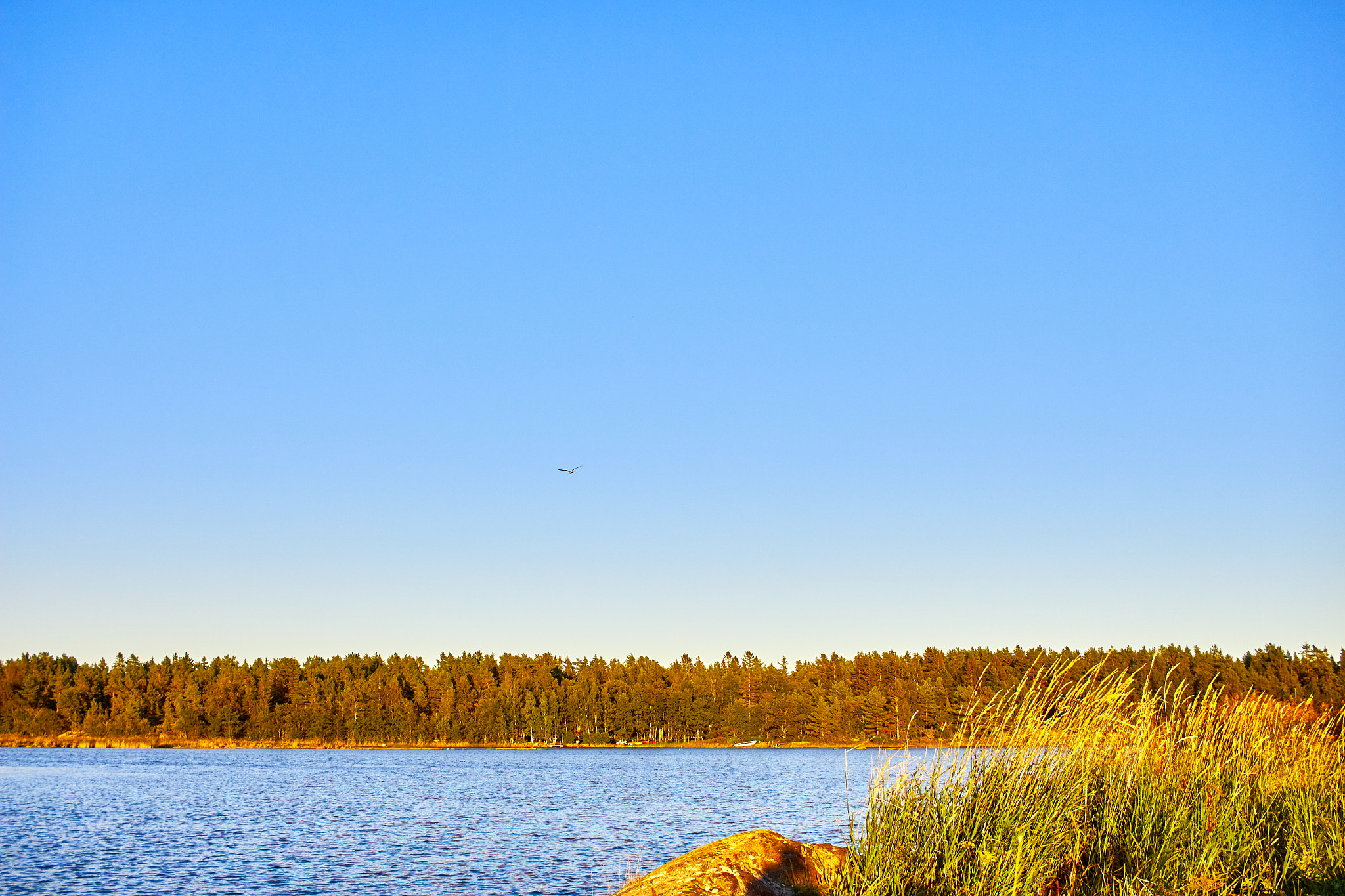 Natural lake and forest landscape image.